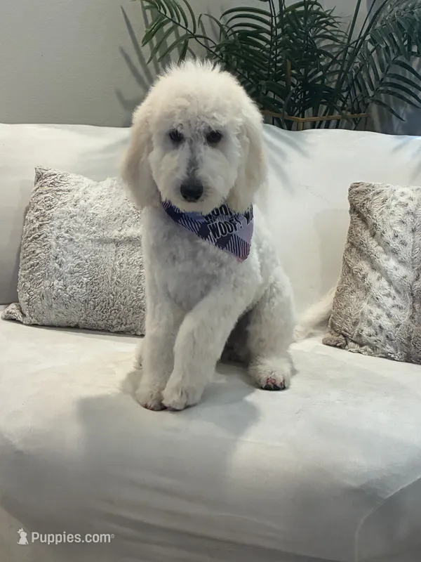 Lila – Goldendoodle, Poodle - Standard  puppy for sale in Apple Valley, CA