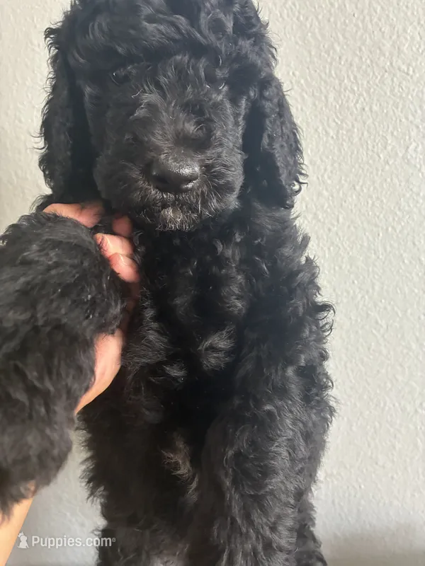Rocky  – Goldendoodle, Poodle - Standard  puppy for sale in Apple Valley, CA