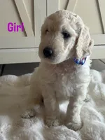Lila , a female Goldendoodle and Poodle - Standard  for sale in Apple Valley, CA – 3 of 8