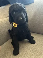 Clementine , a female Goldendoodle and Poodle - Standard  for sale in Apple Valley, CA – 3 of 3
