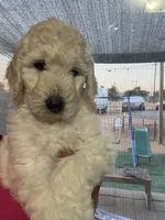 Lila , a female Goldendoodle and Poodle - Standard  for sale in Apple Valley, CA – 2 of 8