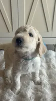 Chase , a male Goldendoodle and Poodle - Standard  for sale in Apple Valley, CA – 5 of 6