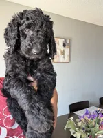 Chunky , a male Goldendoodle and Poodle - Standard  for sale in Apple Valley, CA – 3 of 3