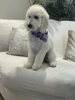 Lila, a female Goldendoodle and Poodle - Standard  for sale in Apple Valley, CA – 2 of 9