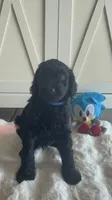 Blue  , a male Goldendoodle and Poodle - Standard  for sale in Apple Valley, CA – 3 of 5