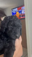 Blue  , a male Goldendoodle and Poodle - Standard  for sale in Apple Valley, CA – 4 of 5