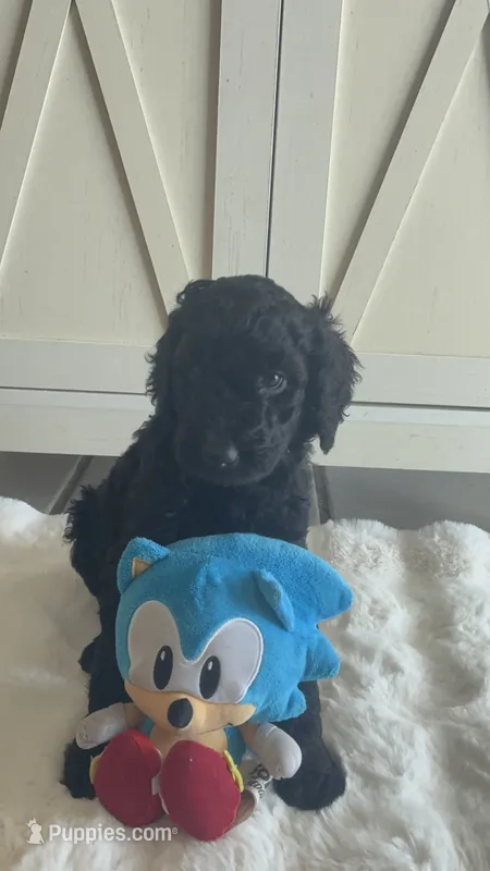 Blue   – Goldendoodle, Poodle - Standard  puppy for sale in Apple Valley, CA