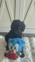 Blue  , a male Goldendoodle and Poodle - Standard  for sale in Apple Valley, CA – 2 of 5