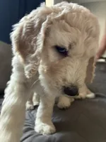 Lila , a female Goldendoodle and Poodle - Standard  for sale in Apple Valley, CA – 7 of 8