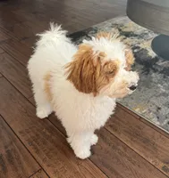 Lushi, a male Maltipoo for sale in New Port Richey, FL – 2 of 4