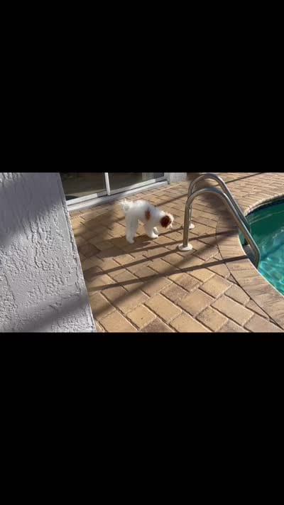 Lushi, a male Maltipoo for sale in New Port Richey, FL – 4 of 4