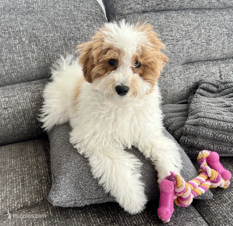 Lushi – Maltipoo puppy for sale in New Port Richey, FL