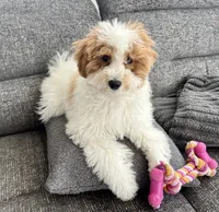 Lushi, a male Maltipoo for sale in New Port Richey, FL – 1 of 4