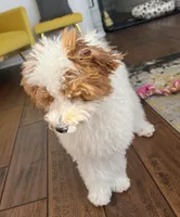Lushi, a male Maltipoo for sale in New Port Richey, FL – 3 of 4