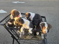 Lucy, a female Border Collie for sale in Tampa, FL – Photo 3 of 4