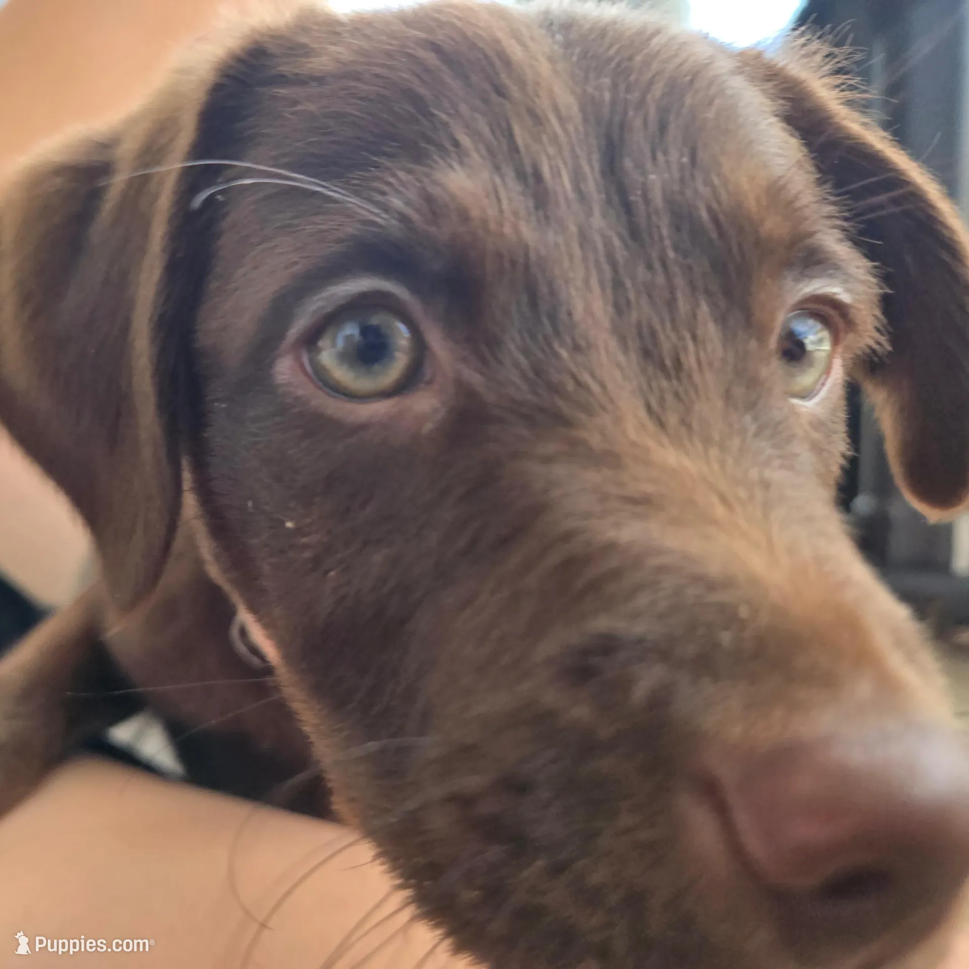 Lucy, a female Border Collie for sale in Tampa, FL – Photo 2 of 4