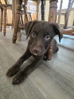 Lucy, a female Border Collie for sale in Tampa, FL – Photo 1 of 4