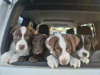 Lucy, a female Border Collie for sale in Tampa, FL – Photo 4 of 4