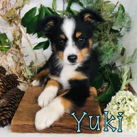 Yuki, a male Miniature Australian Shepherd for sale in Byron, MI – 2 of 4