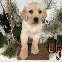 Lily, a female Labrador Retriever for sale in Byron, MI – 2 of 3