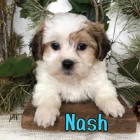 Nash, a male Shihpoo for sale in Byron, MI – 2 of 3