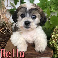 Bella, a female Shihpoo for sale in Byron, MI – 2 of 3
