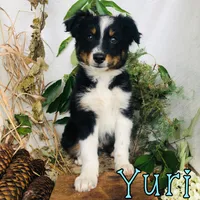 Yuri, a male Miniature Australian Shepherd for sale in Byron, MI – 3 of 4