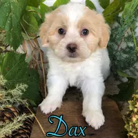 Dax, a male Shih Tzu and Bichpoo for sale in Byron, MI – 2 of 3