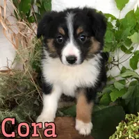 Cora , a female English Shepherd and Australian Shepherd for sale in Byron, MI – 2 of 3