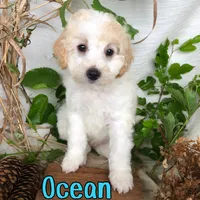 Ocean, a male Bichpoo for sale in Byron, MI – 2 of 3