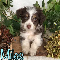 Miles, a male Miniature Aussiedoodle for sale in Byron, MI – 2 of 3