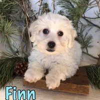 Finn, a male Bichon Frise and Shihpoo for sale in Byron, MI – Photo 3 of 3