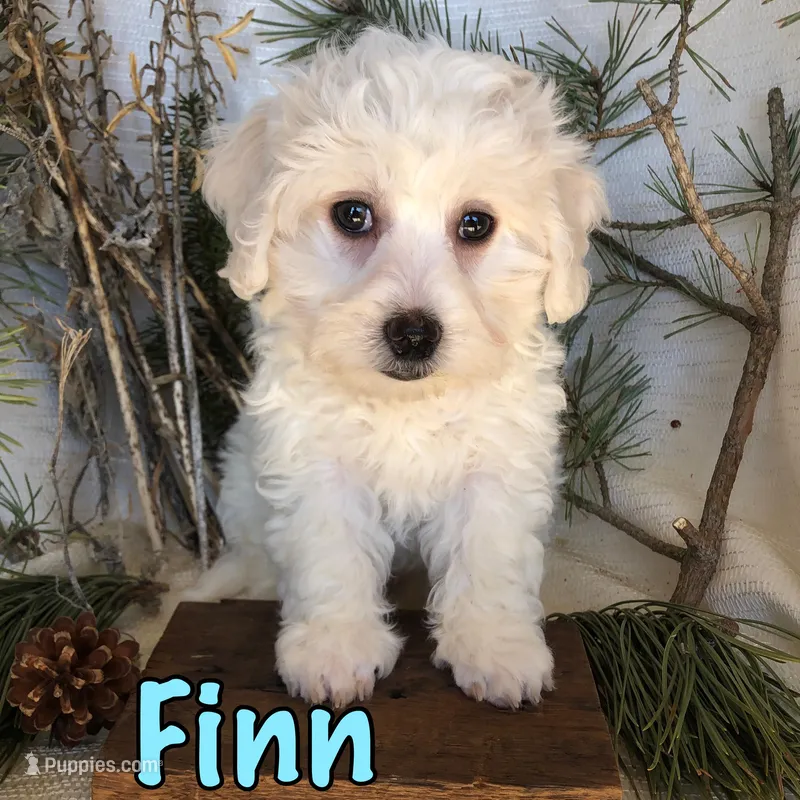 Finn – Bichon Frise, Shihpoo puppy for sale in Byron, MI