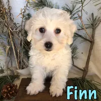 Finn, a male Bichon Frise and Shihpoo for sale in Byron, MI – Photo 2 of 3