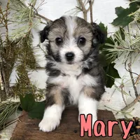 Mary, a female Miniature Aussiedoodle for sale in Byron, MI – 3 of 3