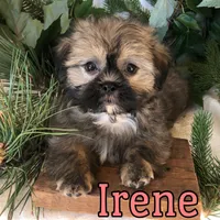 Irene, a female Shihpoo and Mal Shi for sale in Byron, MI – 3 of 3
