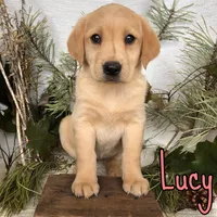 Lucy, a female Labrador Retriever for sale in Byron, MI – 3 of 3