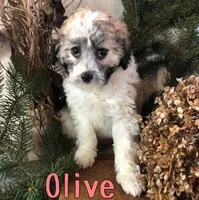 processed/0d2c4343-32e7-42b9-a680-8675387c7da8/listing/0dd4dbb1-78ef-4a5a-a59e-912605870d1d/b4443251-a1fb-4df8-8436-c364eeab4a11