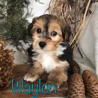 Waylon, a male Yorkipoo for sale in Byron, MI – Photo 2 of 3