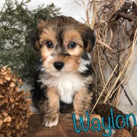 Waylon, a male Yorkipoo for sale in Byron, MI – Photo 1 of 3