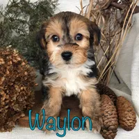Waylon, a male Yorkipoo for sale in Byron, MI – Photo 3 of 3