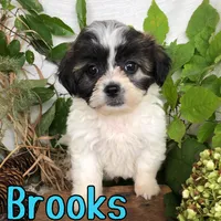Brooks, a male Shihpoo for sale in Byron, MI – 2 of 3