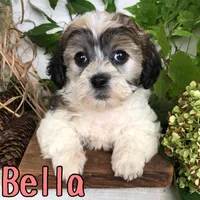 Bella, a female Shihpoo for sale in Byron, MI – 3 of 3
