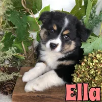 Ella, a female Miniature Australian Shepherd for sale in Byron, MI – 3 of 3