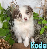 Koda, a male Miniature Australian Shepherd for sale in Byron, MI – 1 of 3