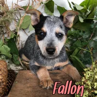 Fallon, a female Australian Cattle Dog for sale in Byron, MI – 3 of 3