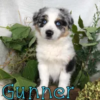 gunner, a male Miniature Australian Shepherd for sale in Byron, MI – 3 of 3