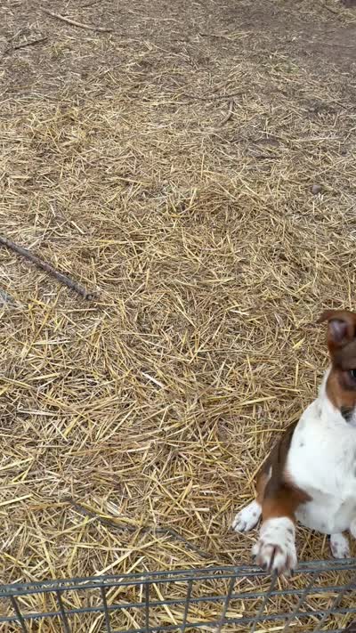 Pete, a male American Bulldog and Australian Cattle Dog for sale in Byron, MI – 3 of 3