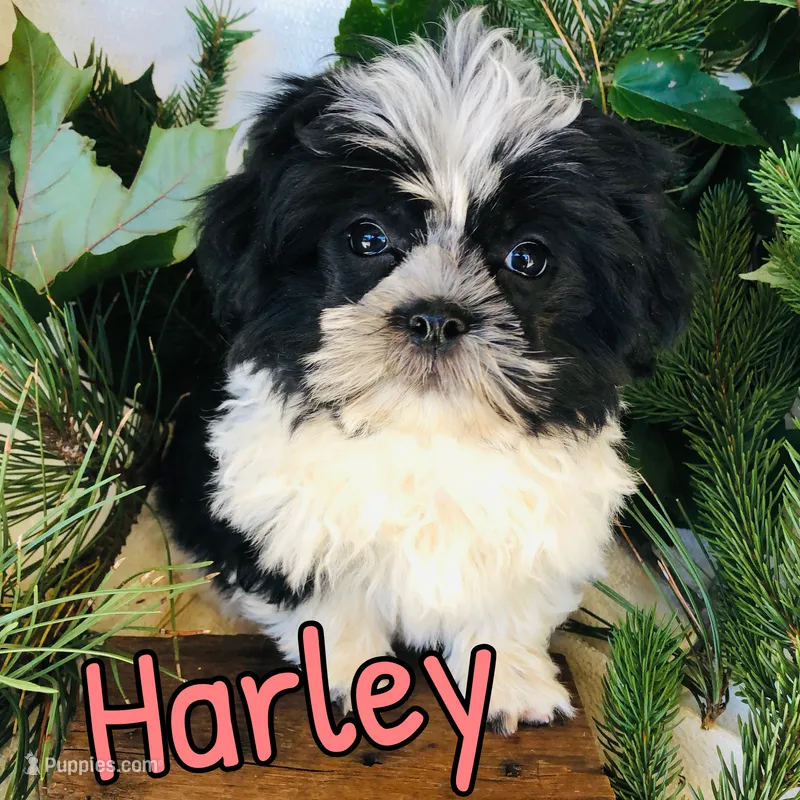 Harley – Shihpoo puppy for sale in Byron, MI