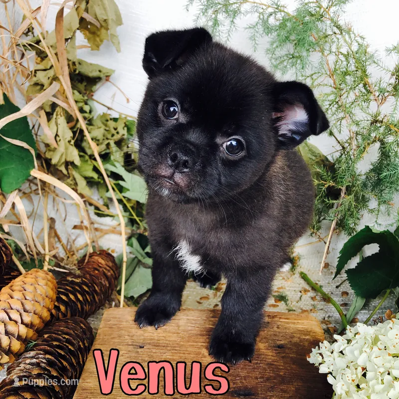 Venus  – Pomeranian, Pug puppy for sale in Byron, MI